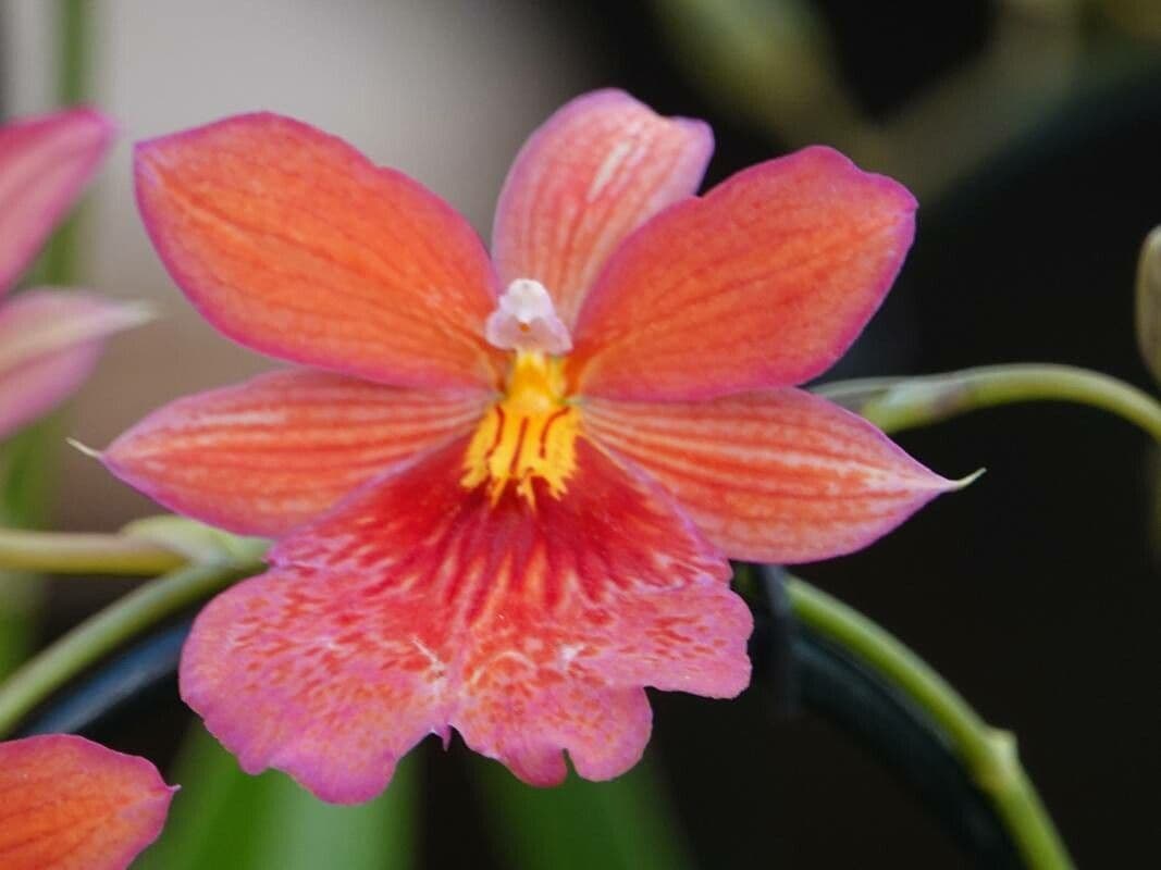 Cattleya wittigiana