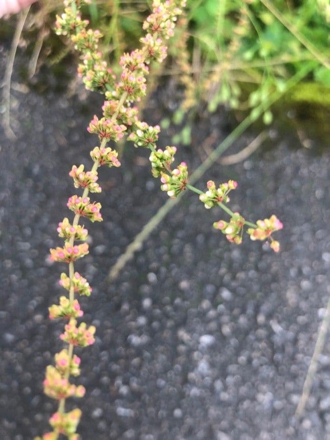 Rumex conglomeratus