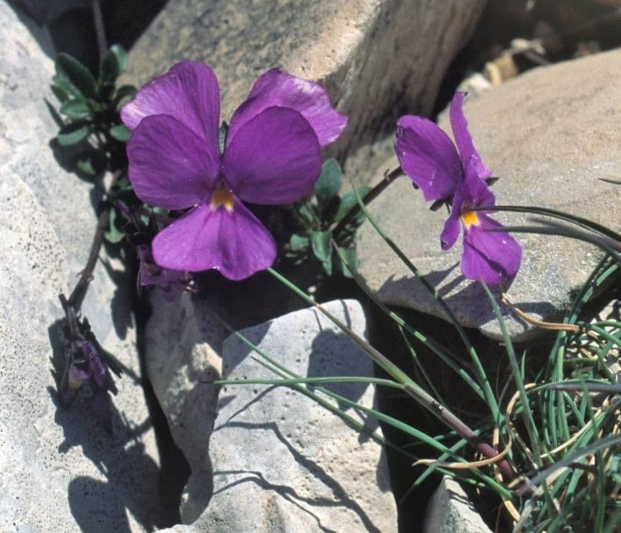 Viola cenisia