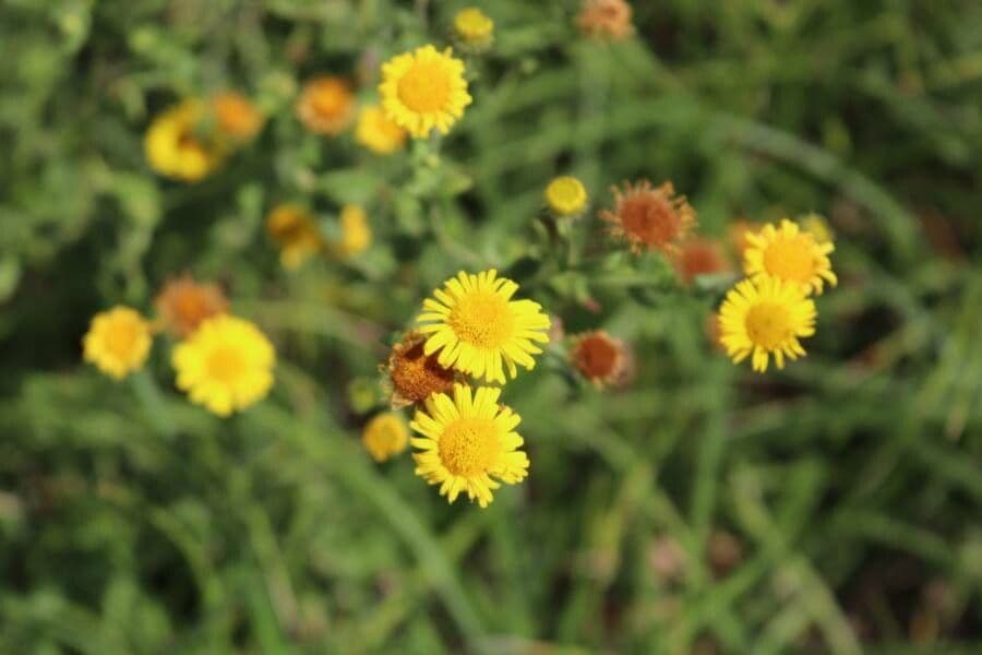 Pulicaria vulgaris