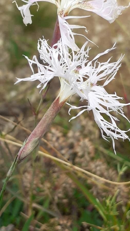 Dianthus superbus