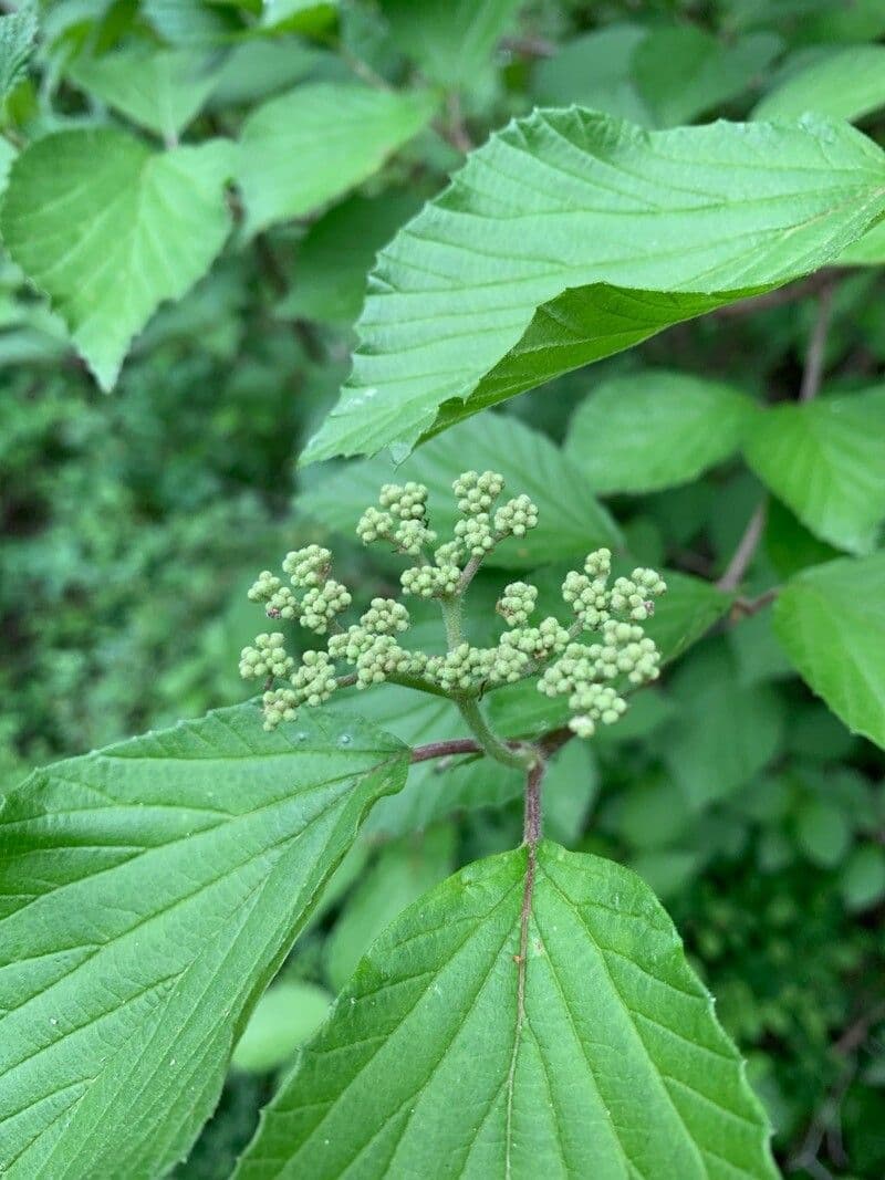 Viburnum dilatatum