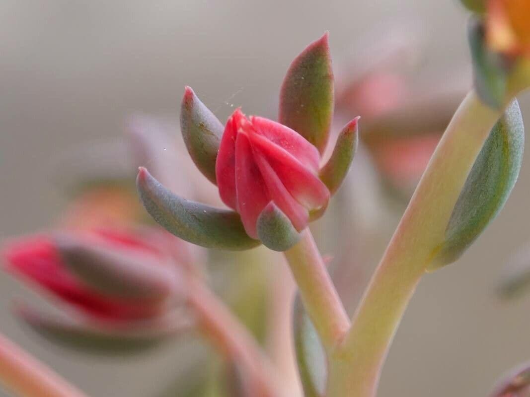 Echeveria gigantea