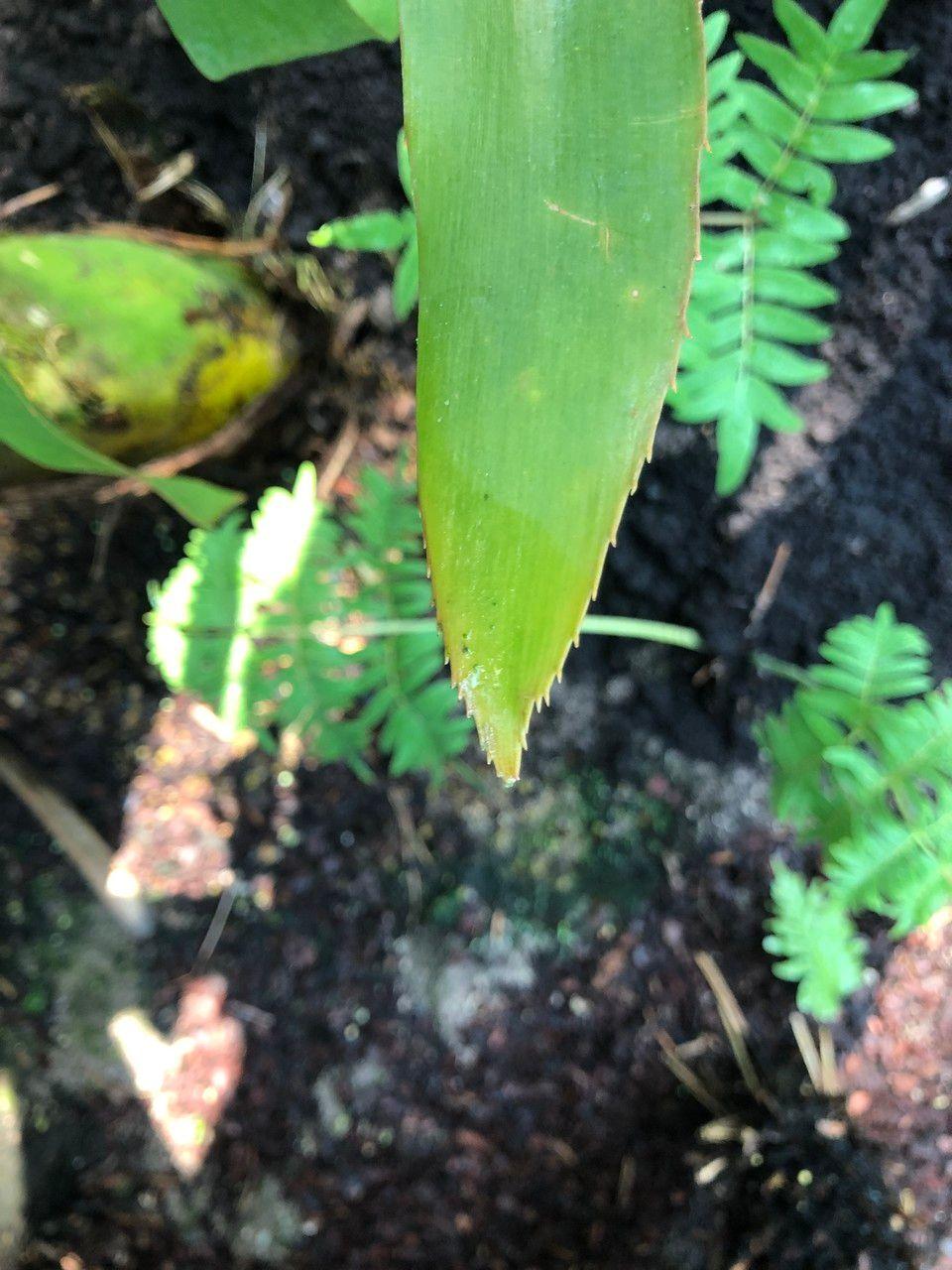 Zamia lacandona