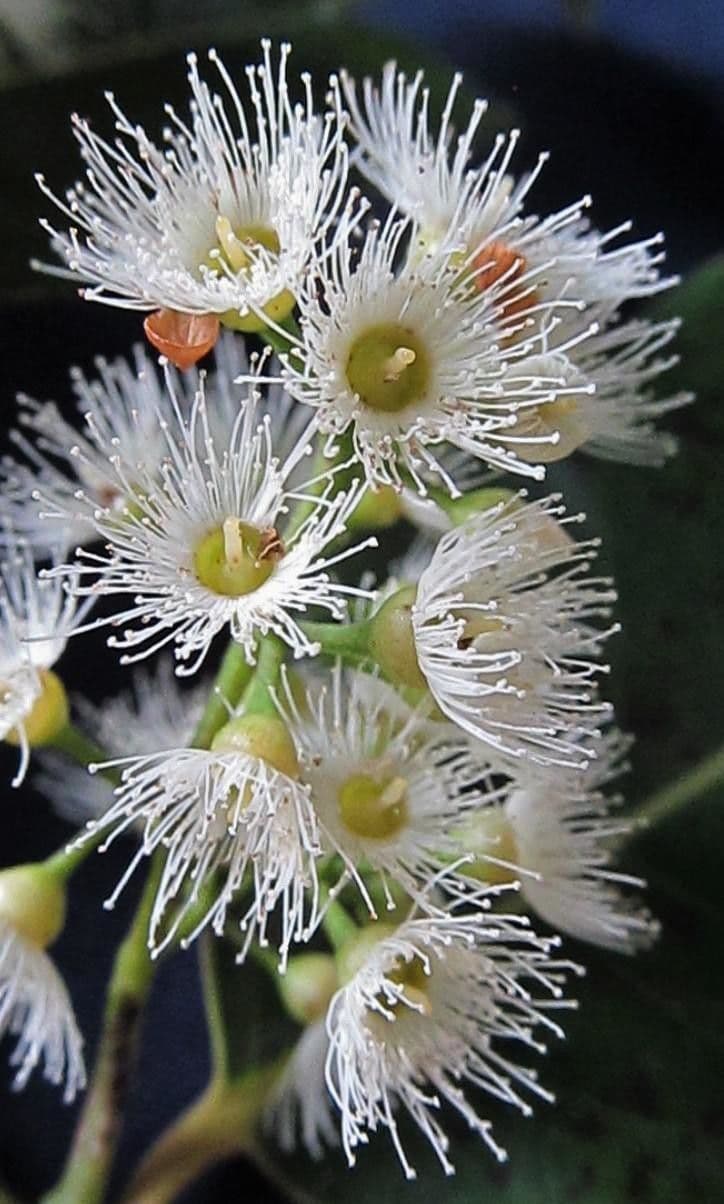 Eucalyptus deglupta