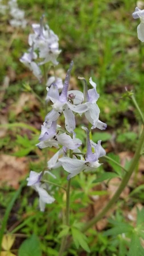 Delphinium carolinianum