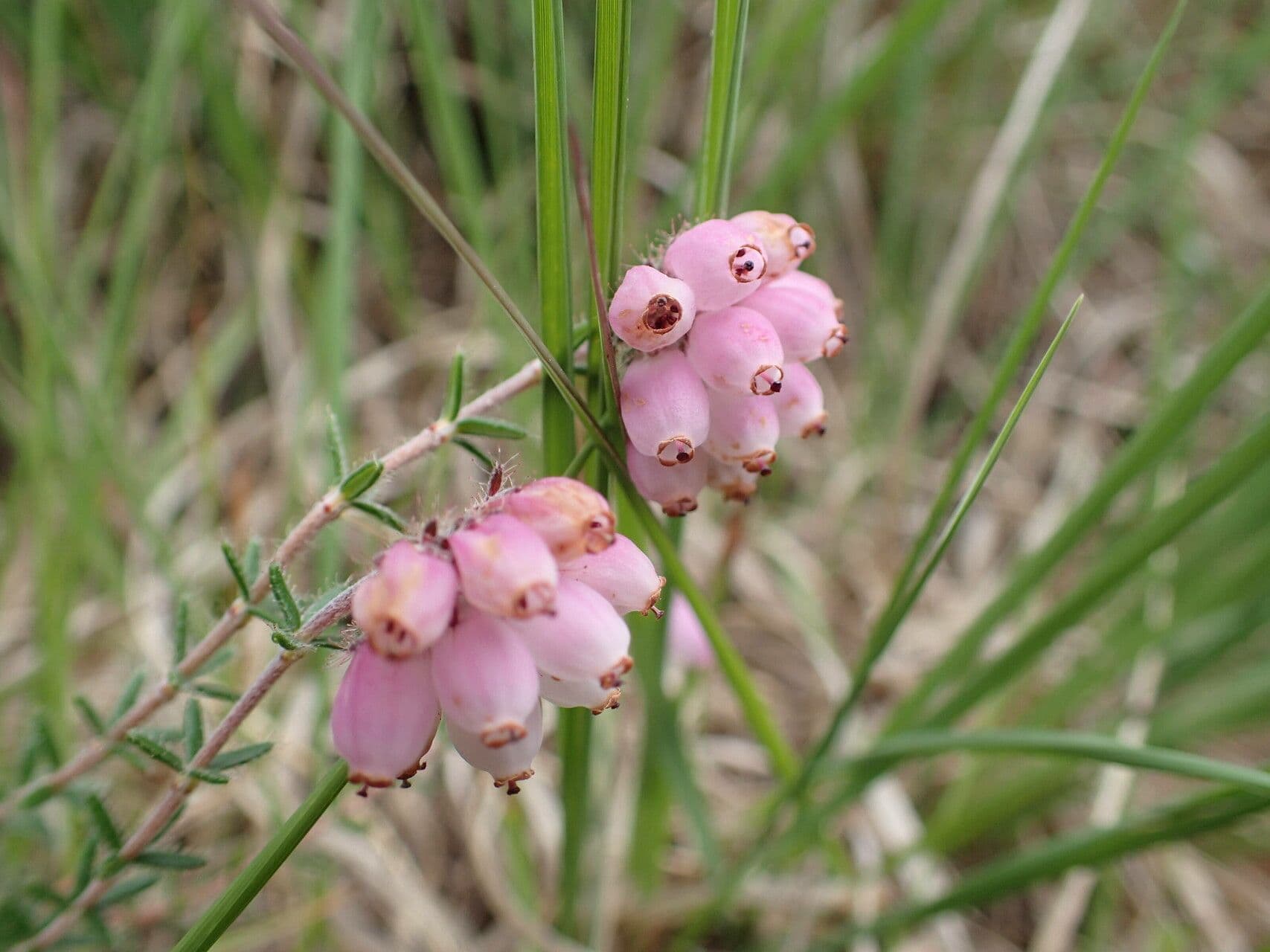Erica tetralix