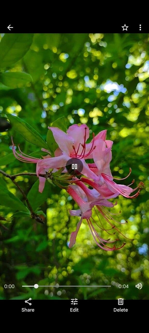 Rhododendron periclymenoides