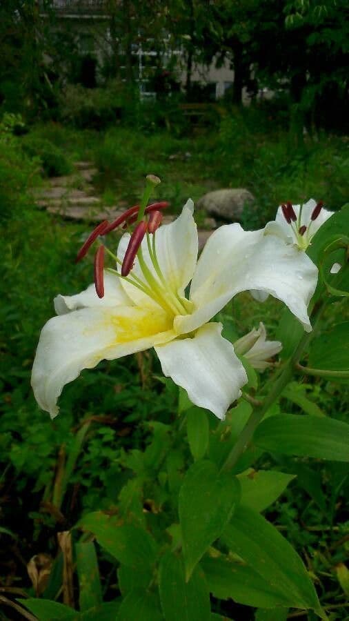 Lilium candidum