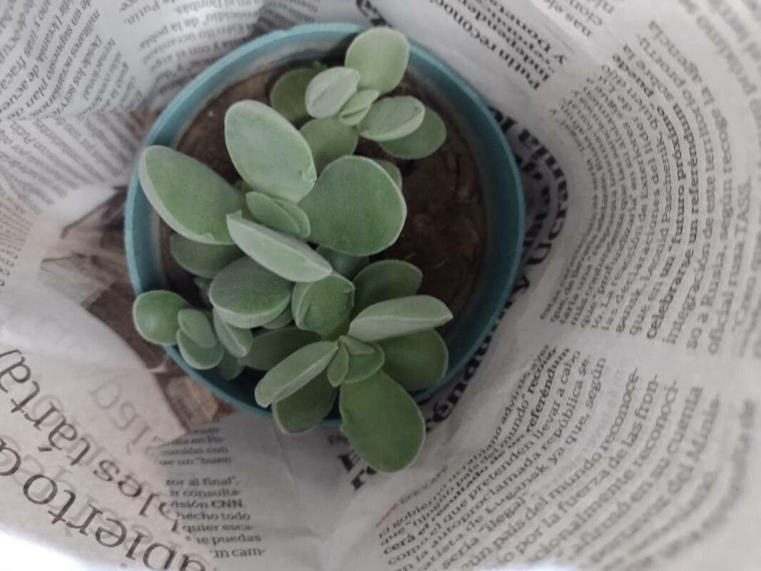 Adromischus liebenbergii