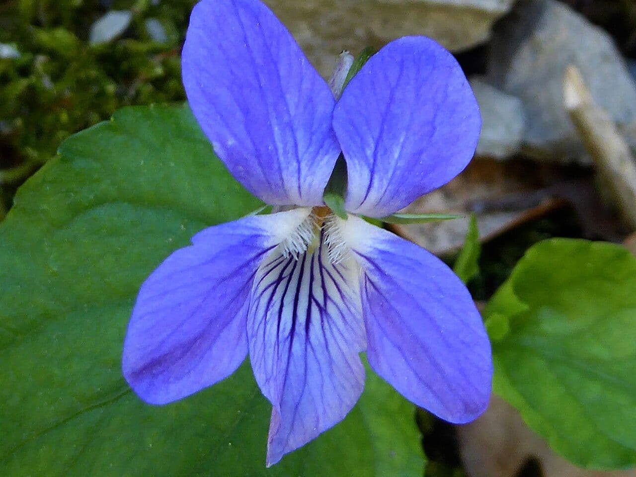 Viola reichenbachiana