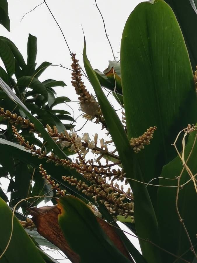 Cordyline indivisa