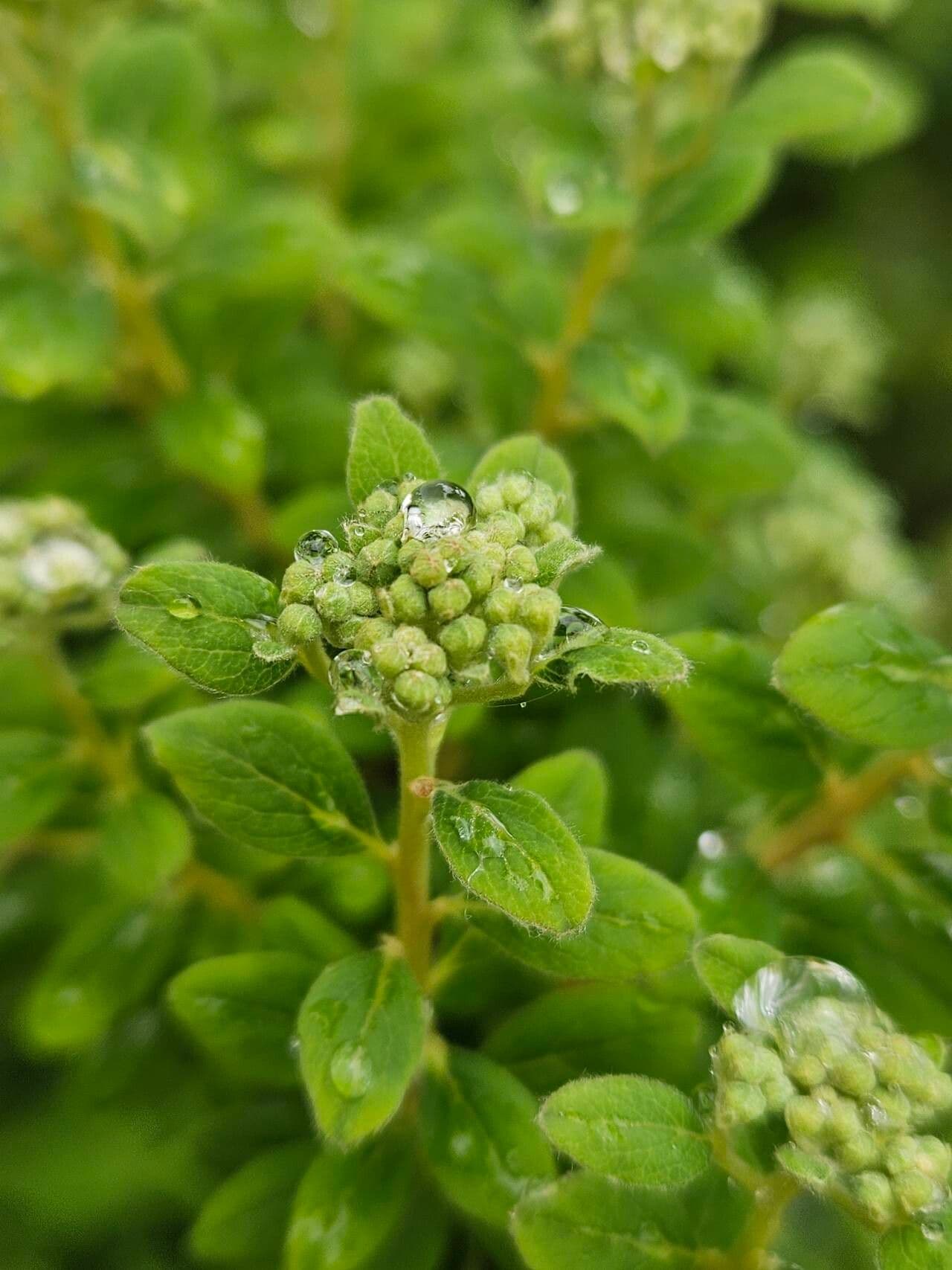 Spiraea betulifolia