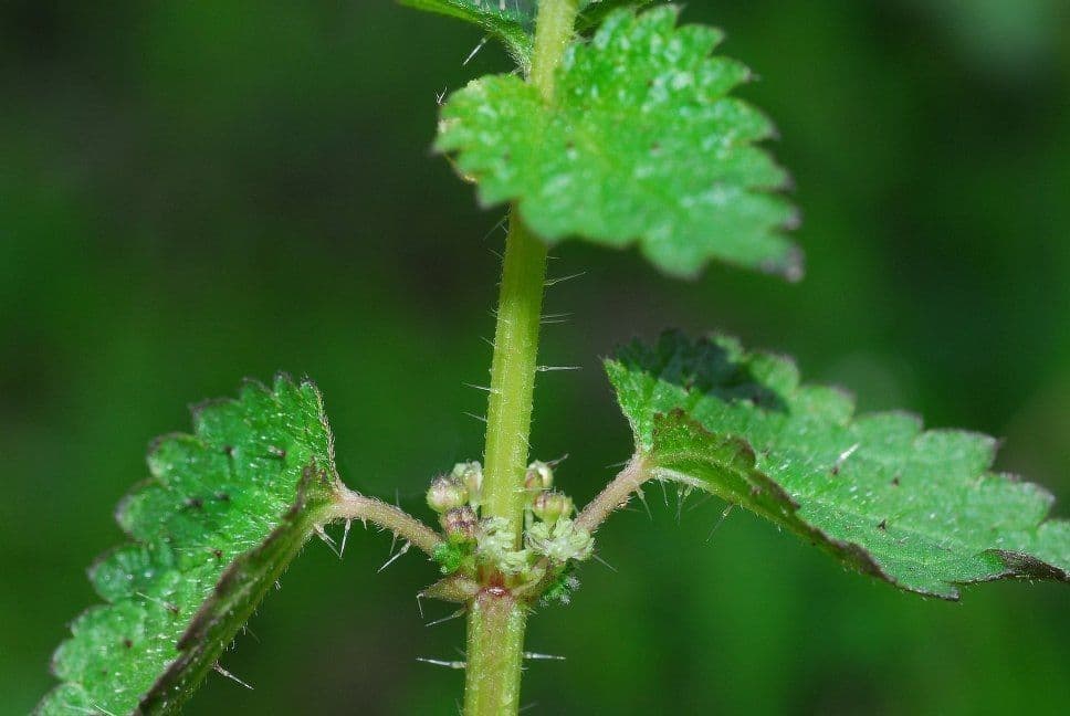 Urtica chamaedryoides