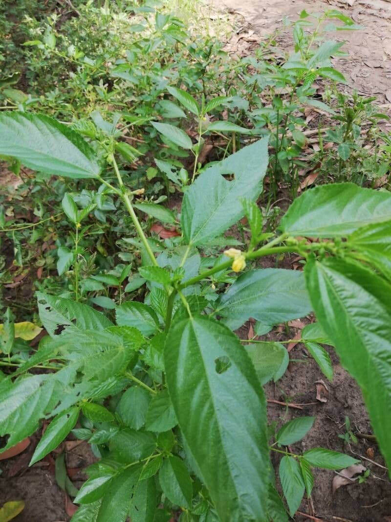 Corchorus olitorius