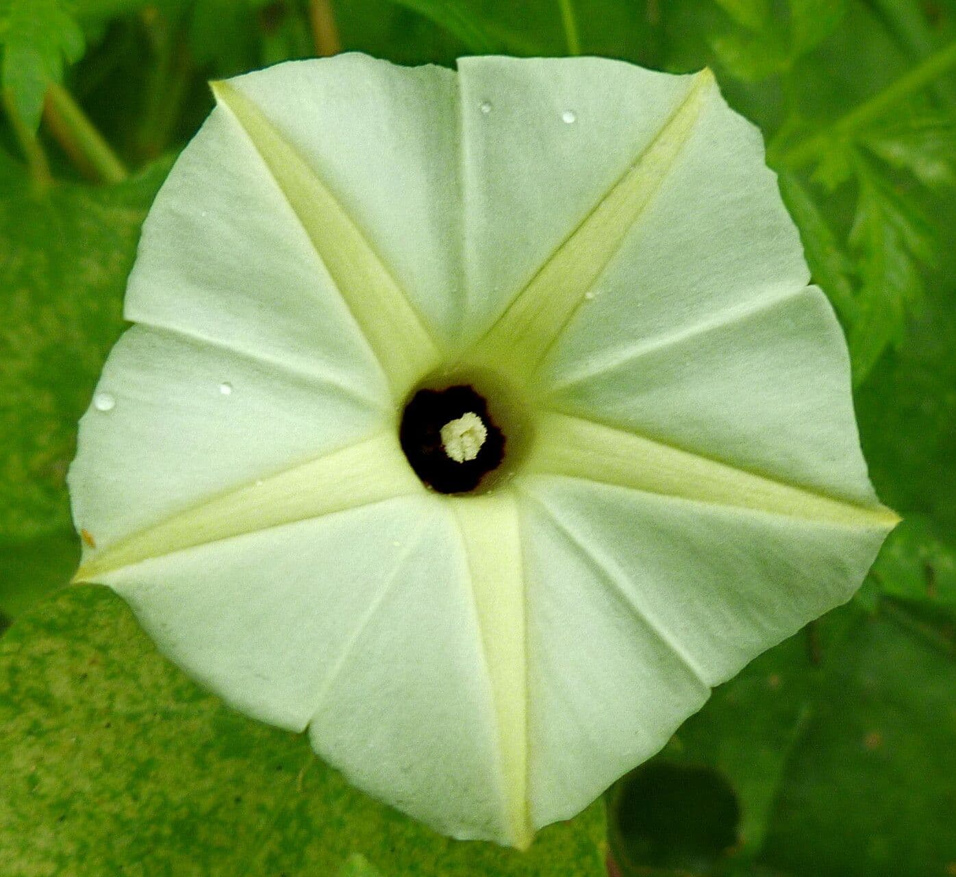Ipomoea obscura