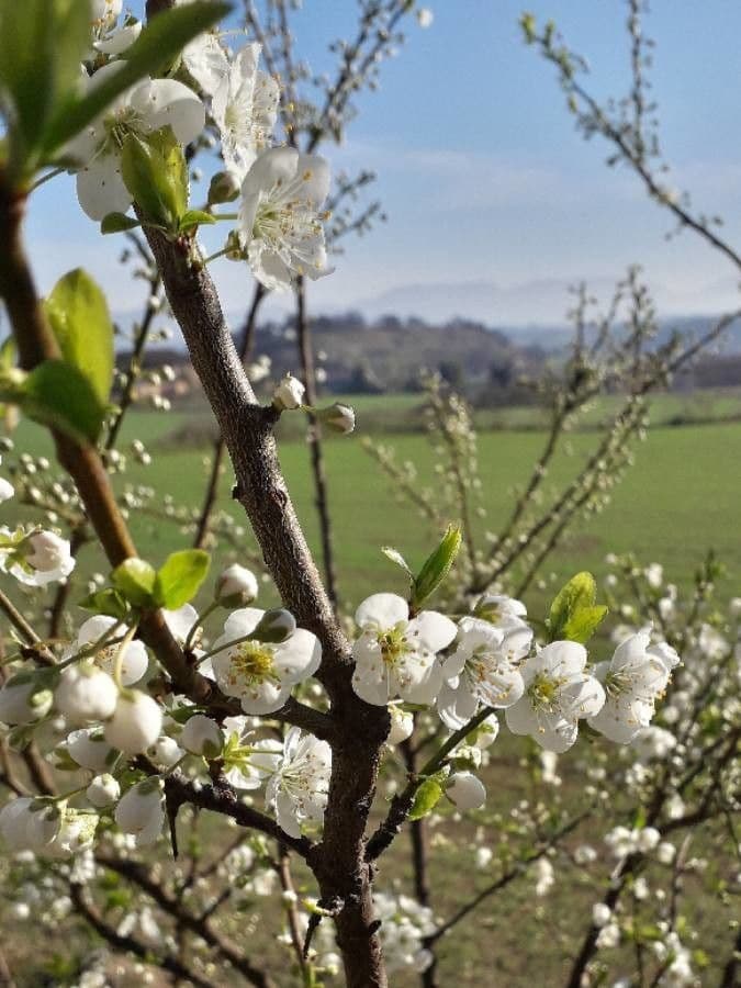 Prunus avium