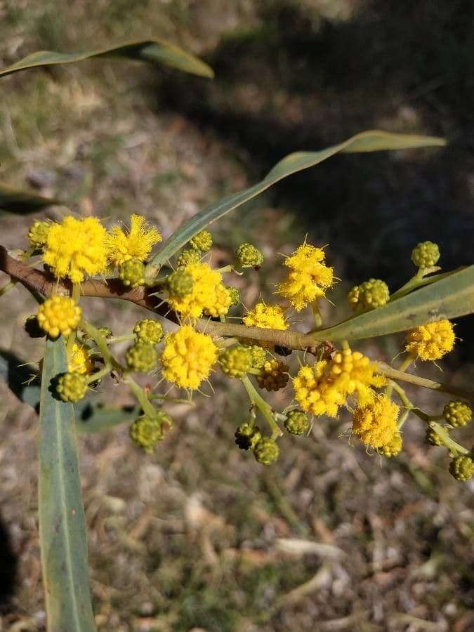 Acacia saligna