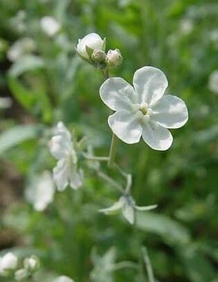 Iberodes linifolia