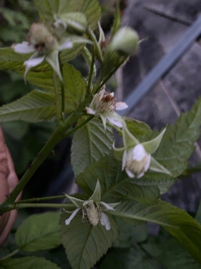 Rubus idaeus