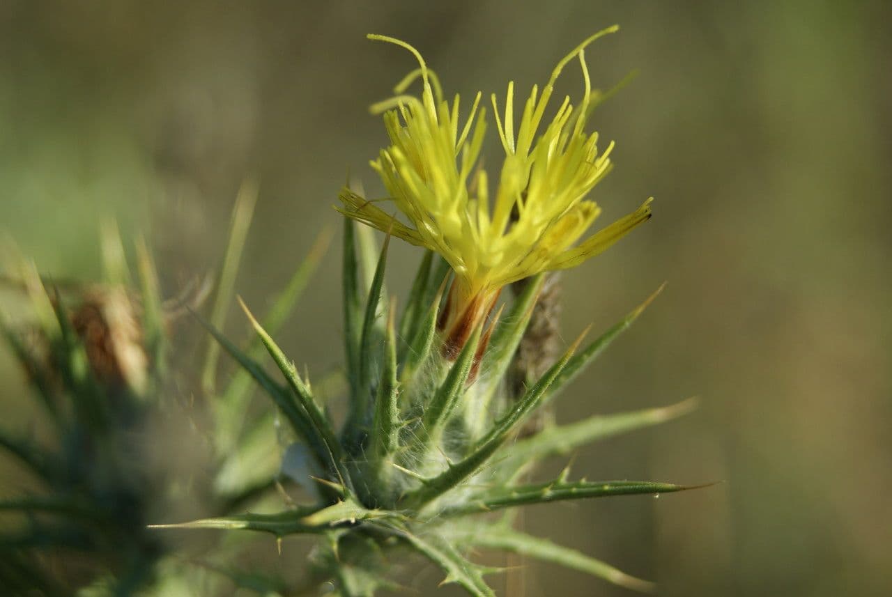 Centaurea melitensis