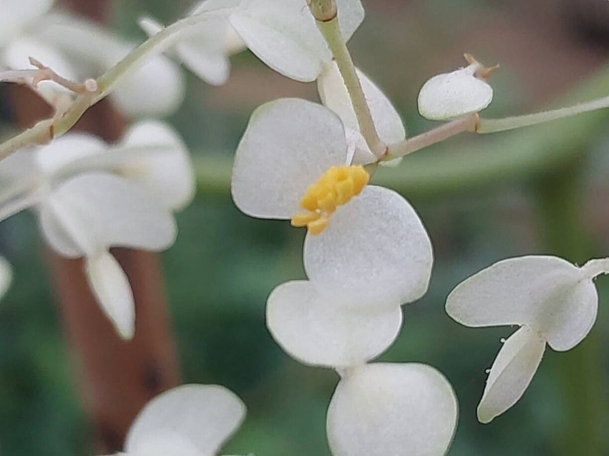 Begonia nelumbiifolia