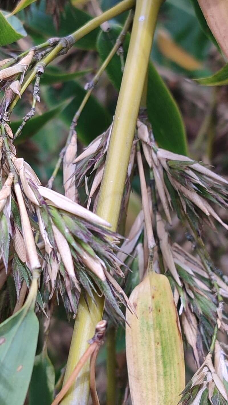 Phyllostachys nigra