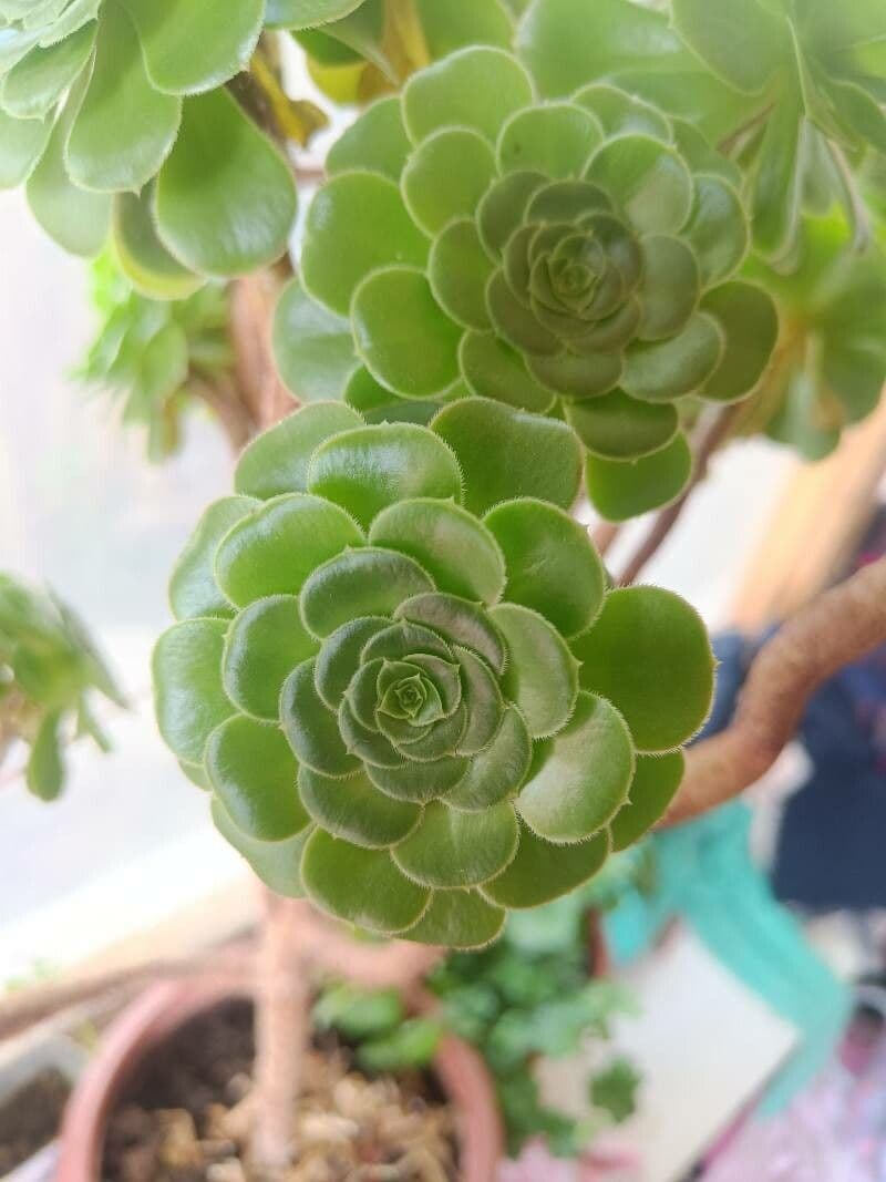 Aeonium castello-paivae