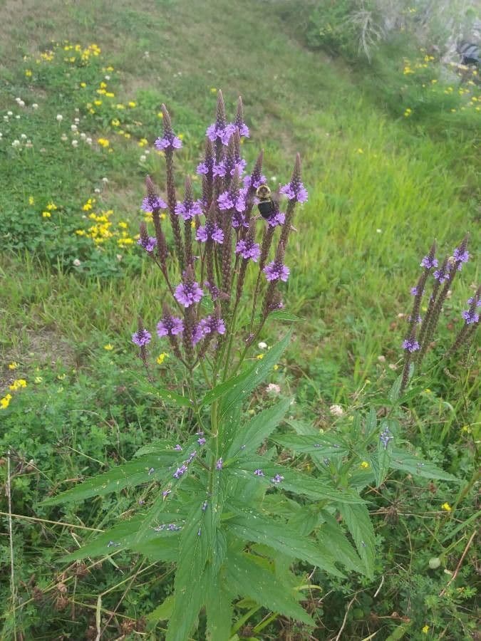 Verbena lasiostachys