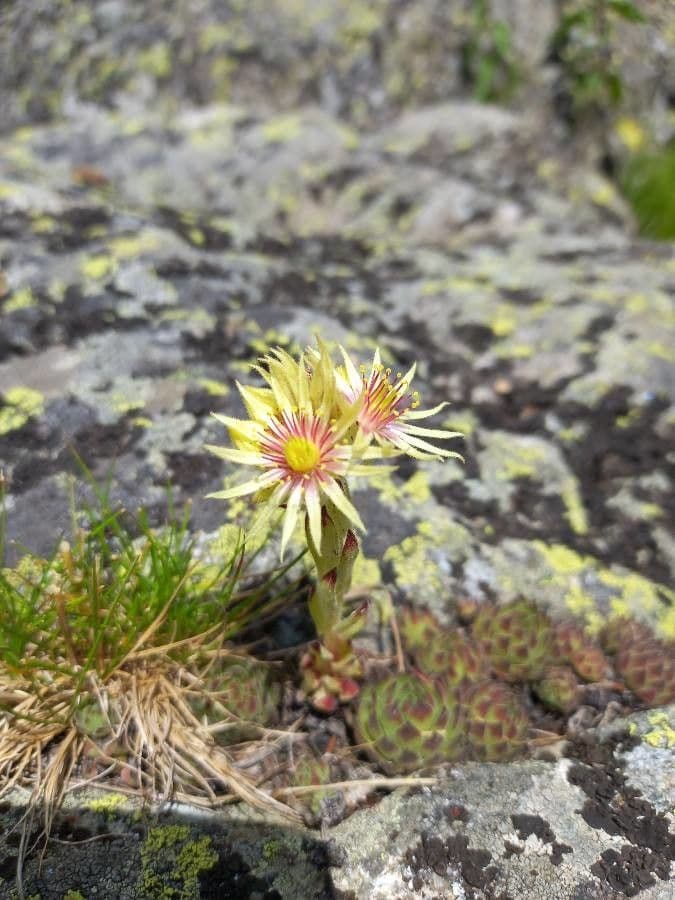 Sempervivum grandiflorum