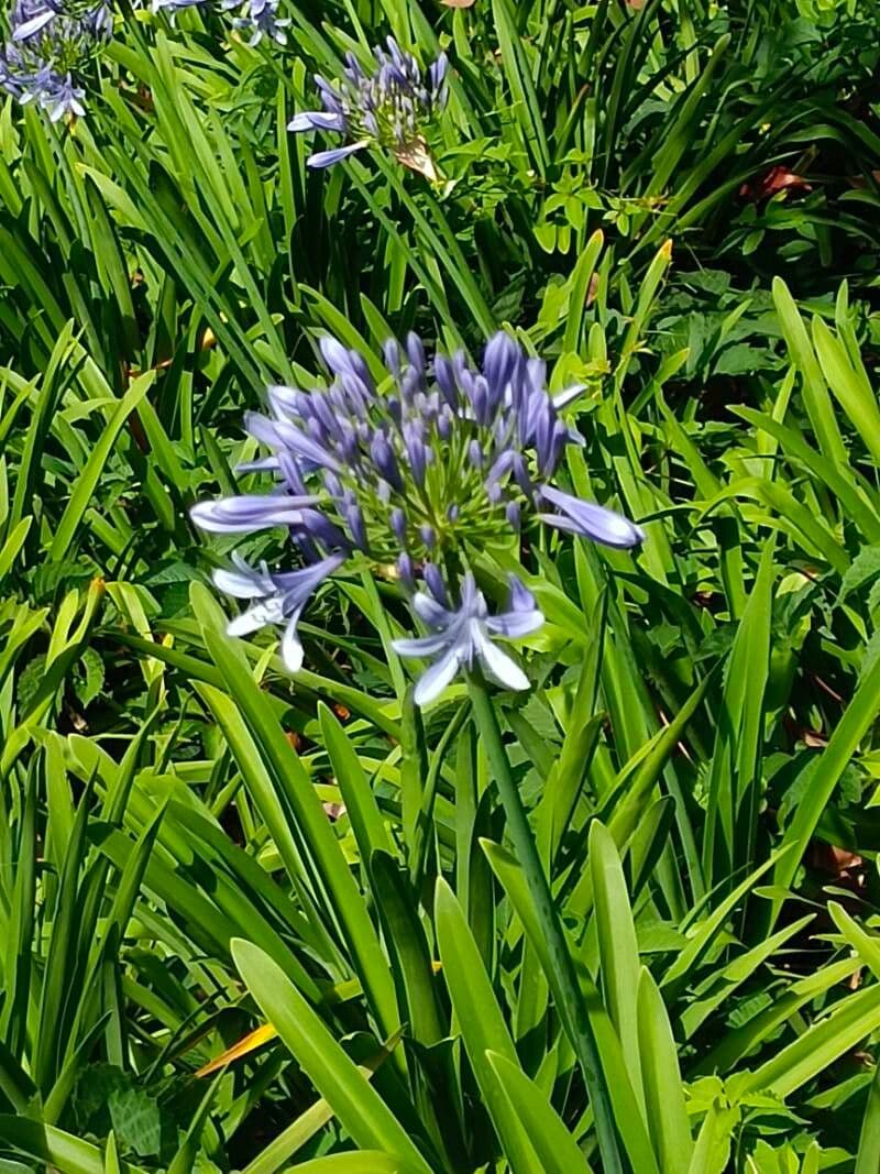 Agapanthus campanulatus