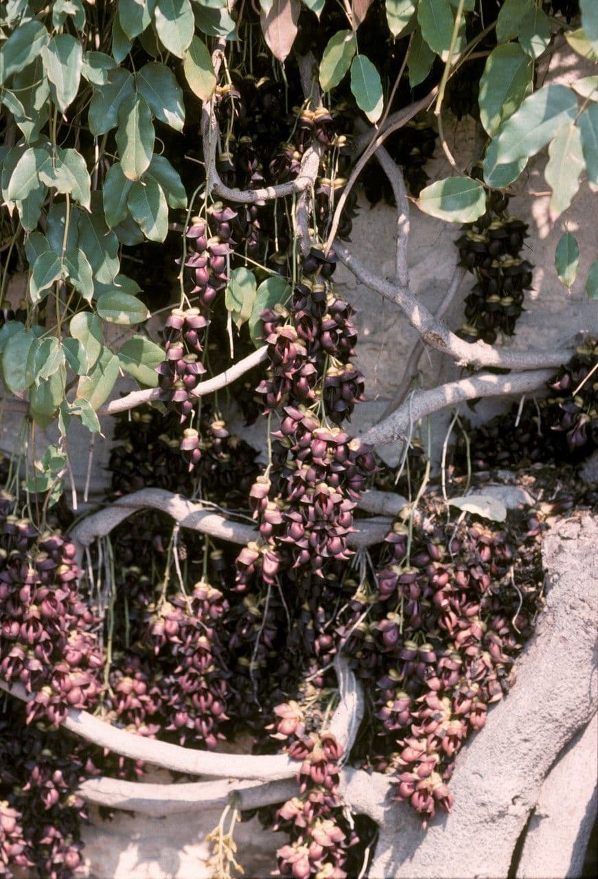 Mucuna sempervirens
