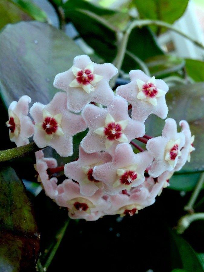 Hoya carnosa