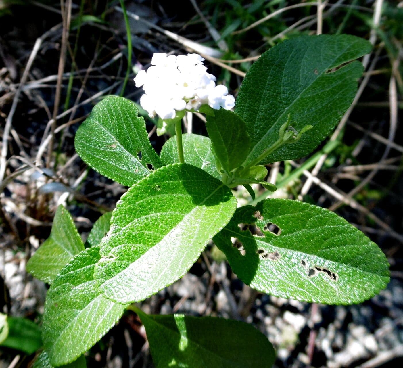 Lantana involucrata