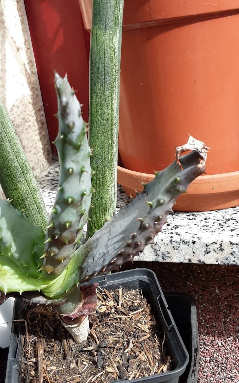 Aloe aculeata