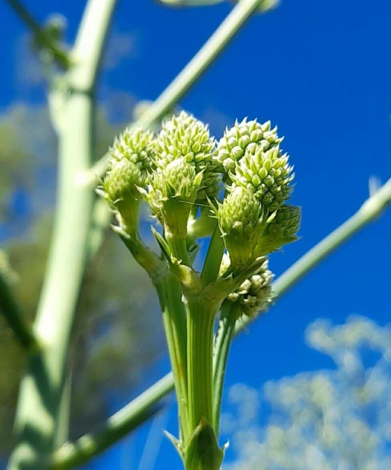 Eryngium pandanifolium