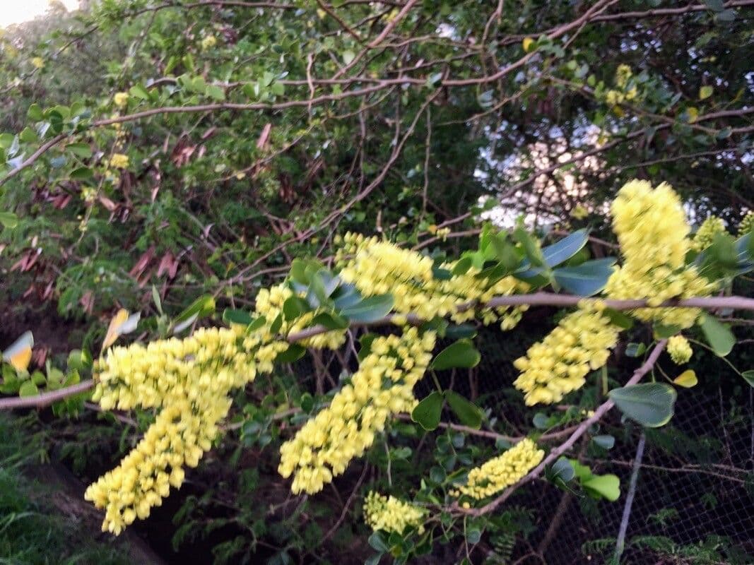 Haematoxylum campechianum