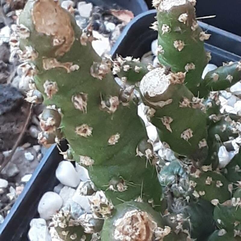 Tephrocactus verschaffeltii
