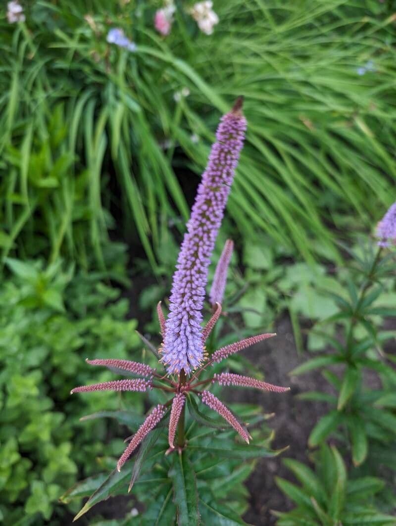 Veronicastrum sibiricum