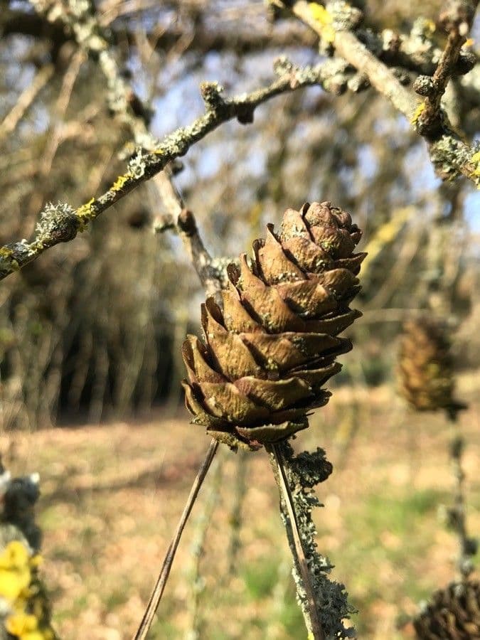 Larix decidua