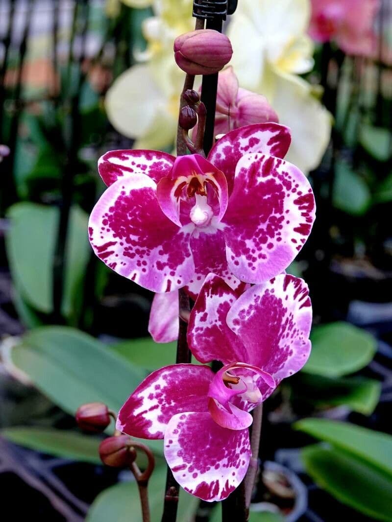 Cattleya amethystoglossa