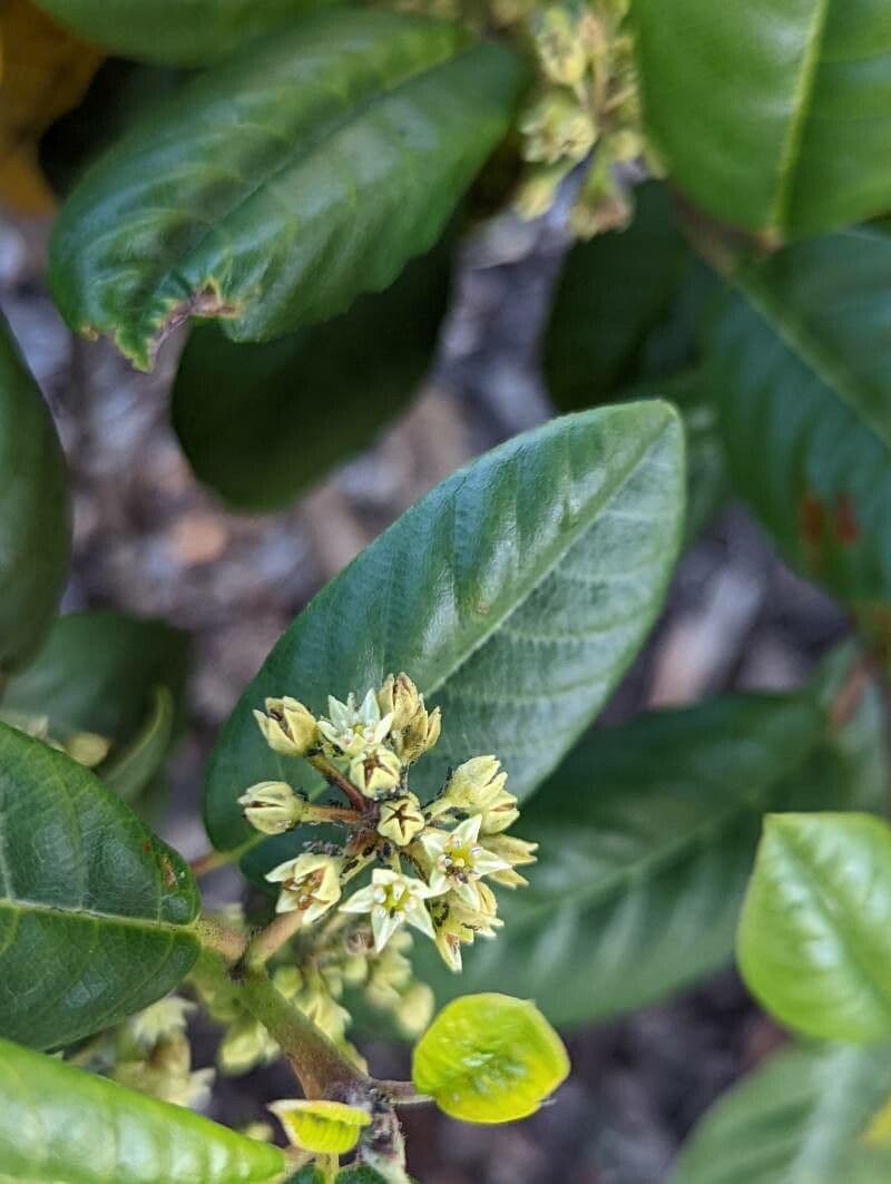 Frangula californica