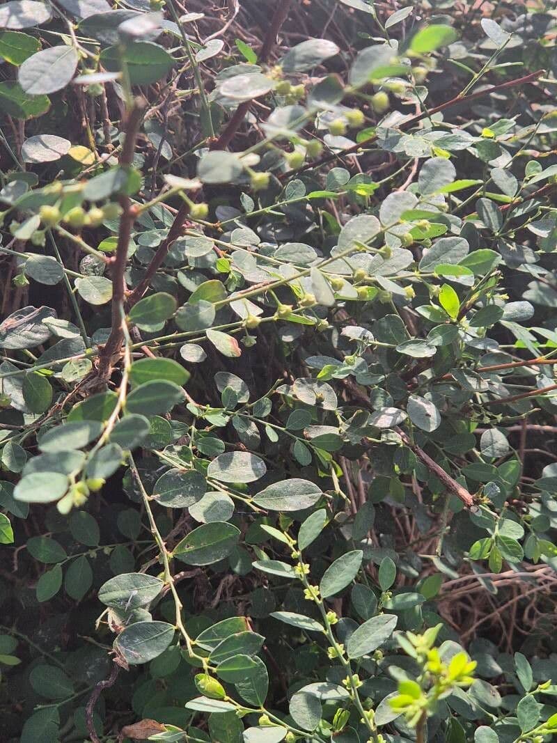 Phyllanthus fischeri