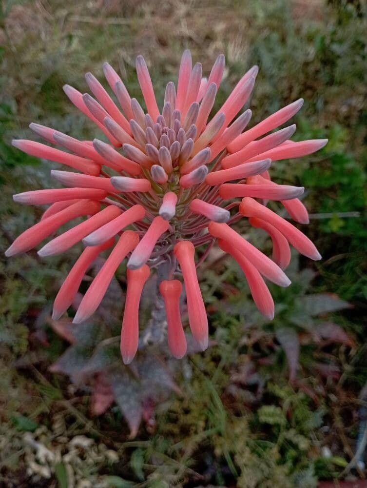 Aloe maculata