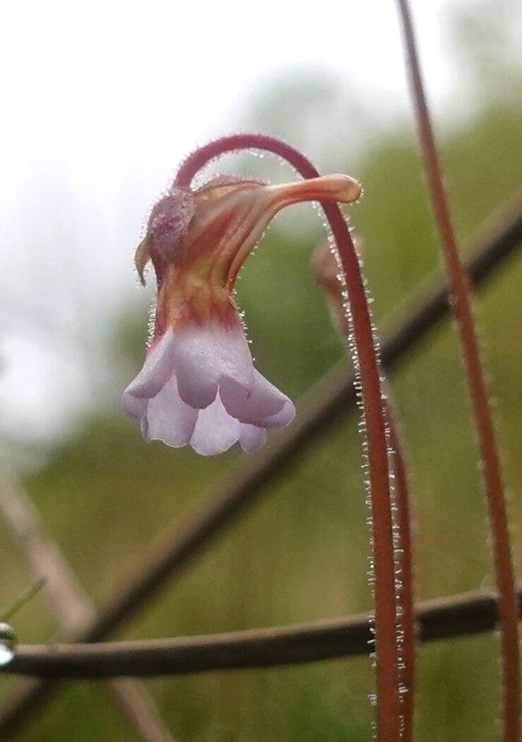 Pinguicula lusitanica