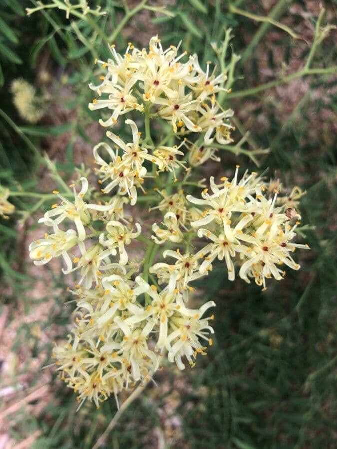 Moringa drouhardii