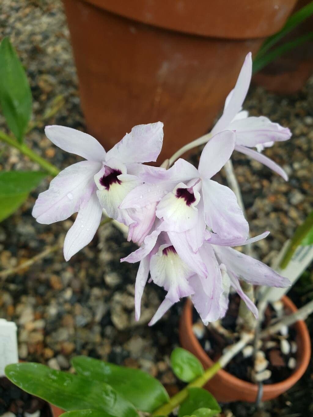 Dendrobium moschatum