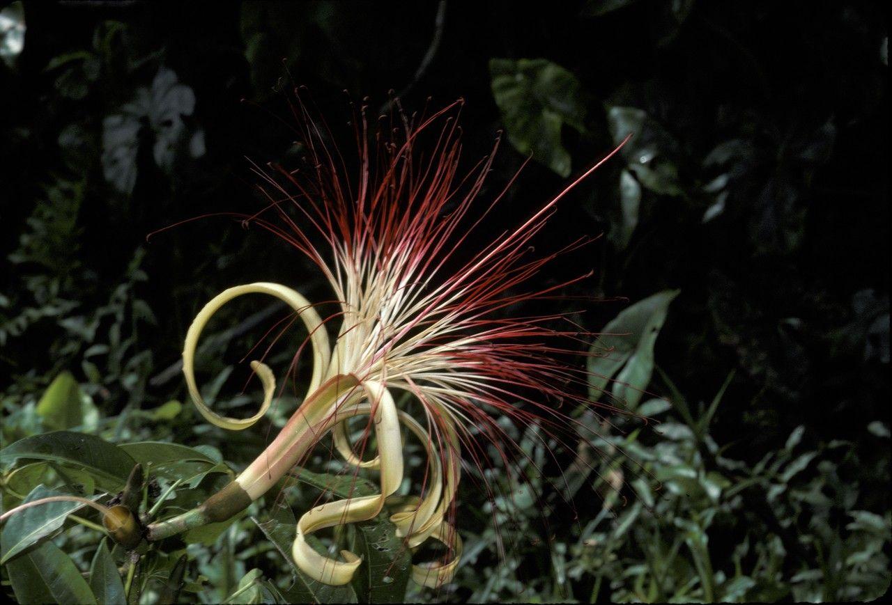 Pachira aquatica