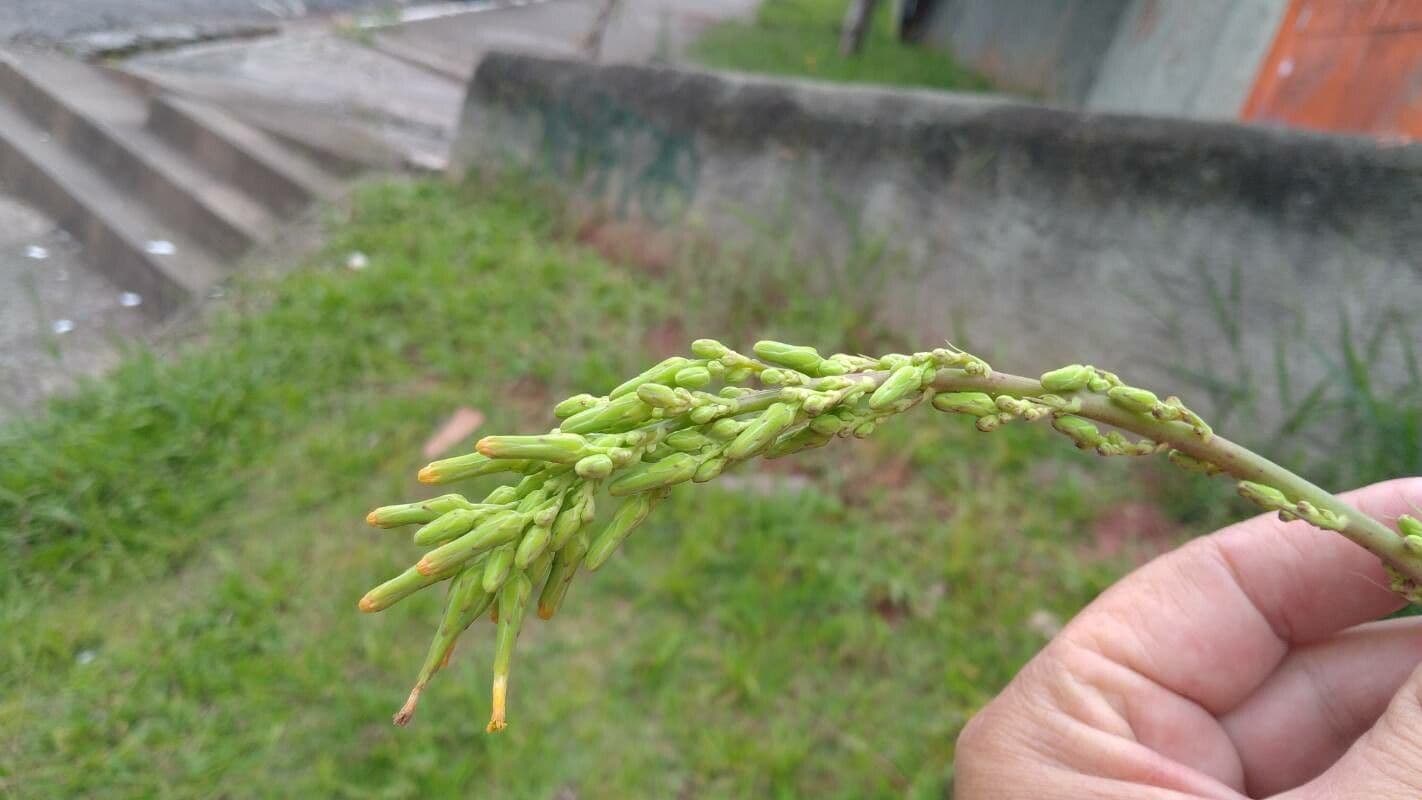 Lactuca canadensis