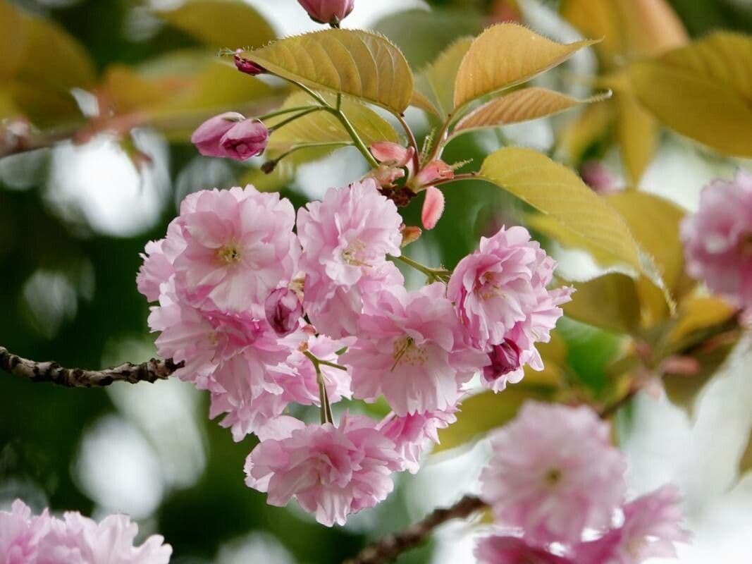 Prunus serrulata